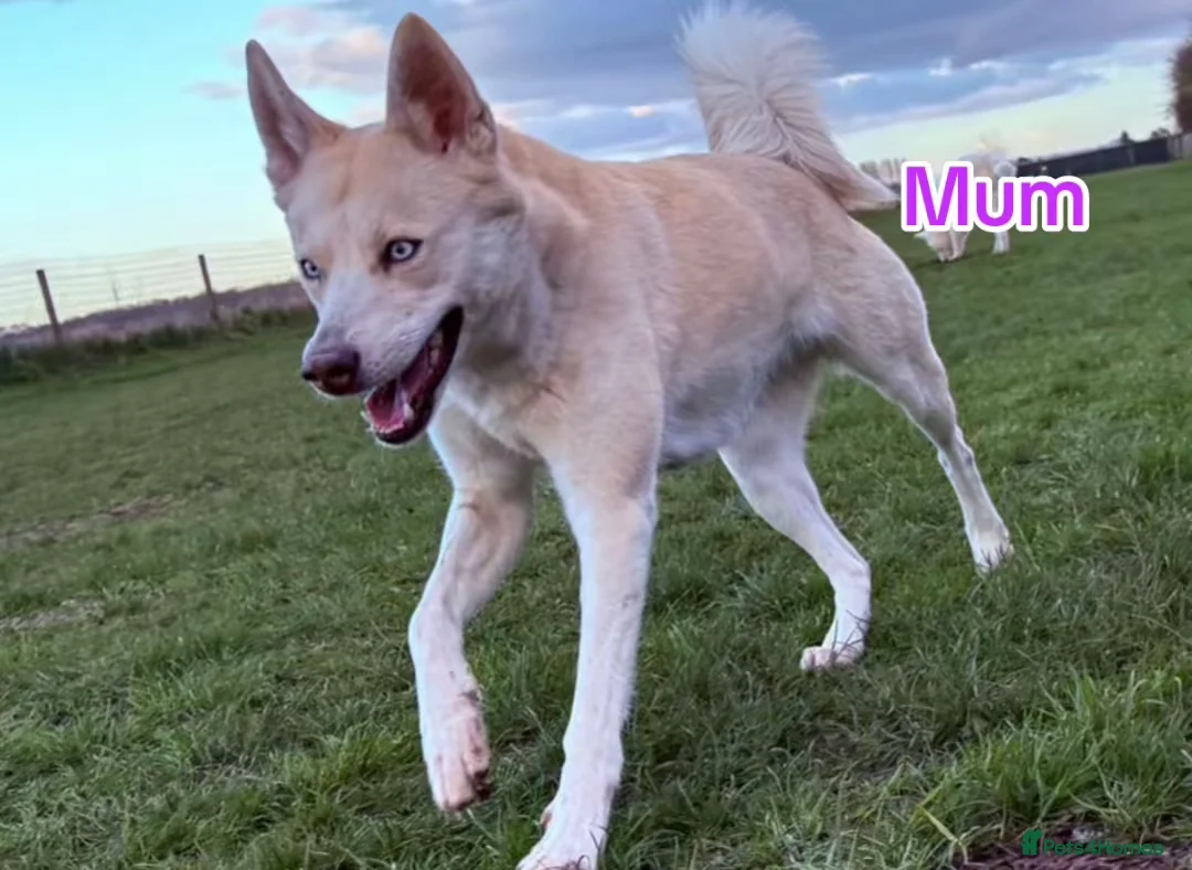 Mixed Breed dogs for sale: Gorgeous Siberian Shepsky x Weimaraner Puppies  - Advert 2