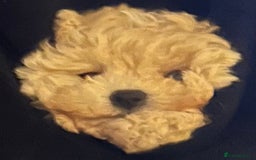 Maltipoo dogs for sale: 2 tiny maltipoo girls left DNA Tested - Image 7