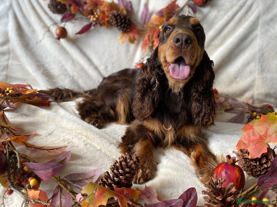 Cocker Spaniel dogs for stud: TRUE TO TYPE- Chocolate & Tan Show Cocker Spaniel in Holywell - Image 6