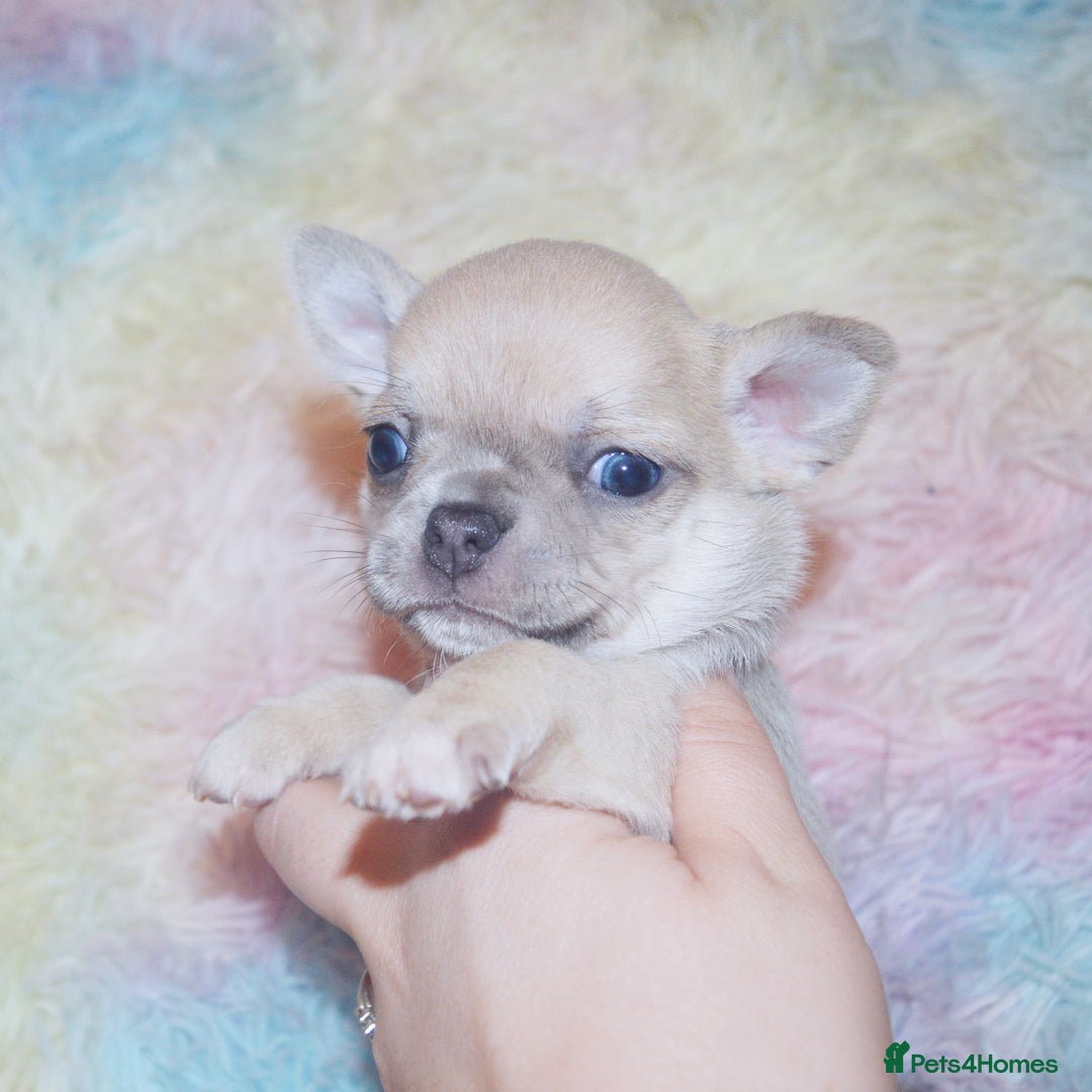 Chihuahua dogs for sale: KC REG HEALTH TESTED CHIHUAHUA BABIES - Image 18