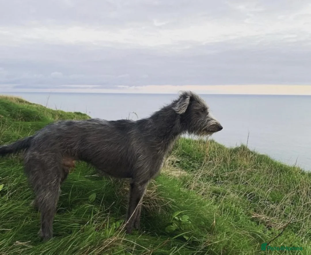 Bedlington Terrier dogs for stud: CT clear Bedlington x Whippet Lurcher for Stud in Scarborough - Advert 2