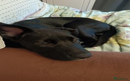Mixed Breed dogs for sale: Aurora 5 month old German shepard cross - Image 3