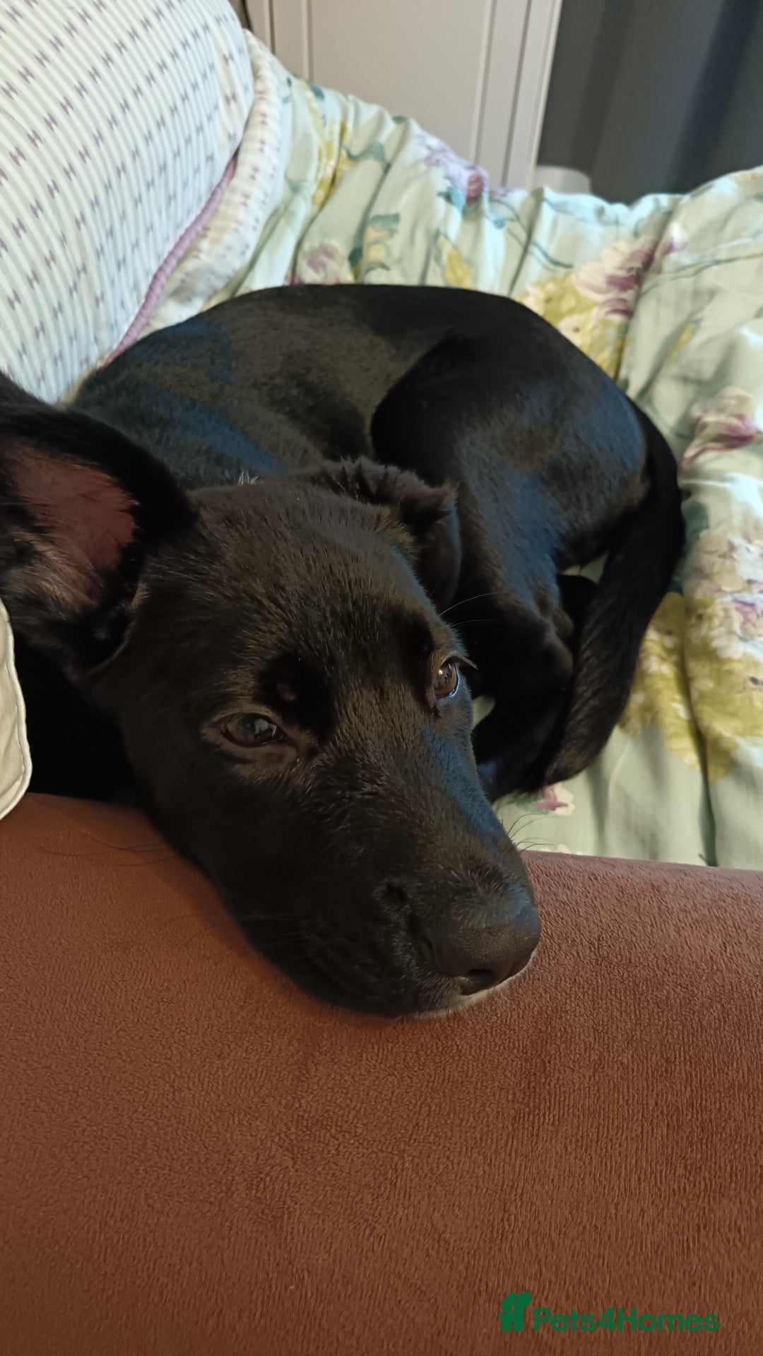 Mixed Breed dogs for sale: Aurora 5 month old German shepard cross - Image 3