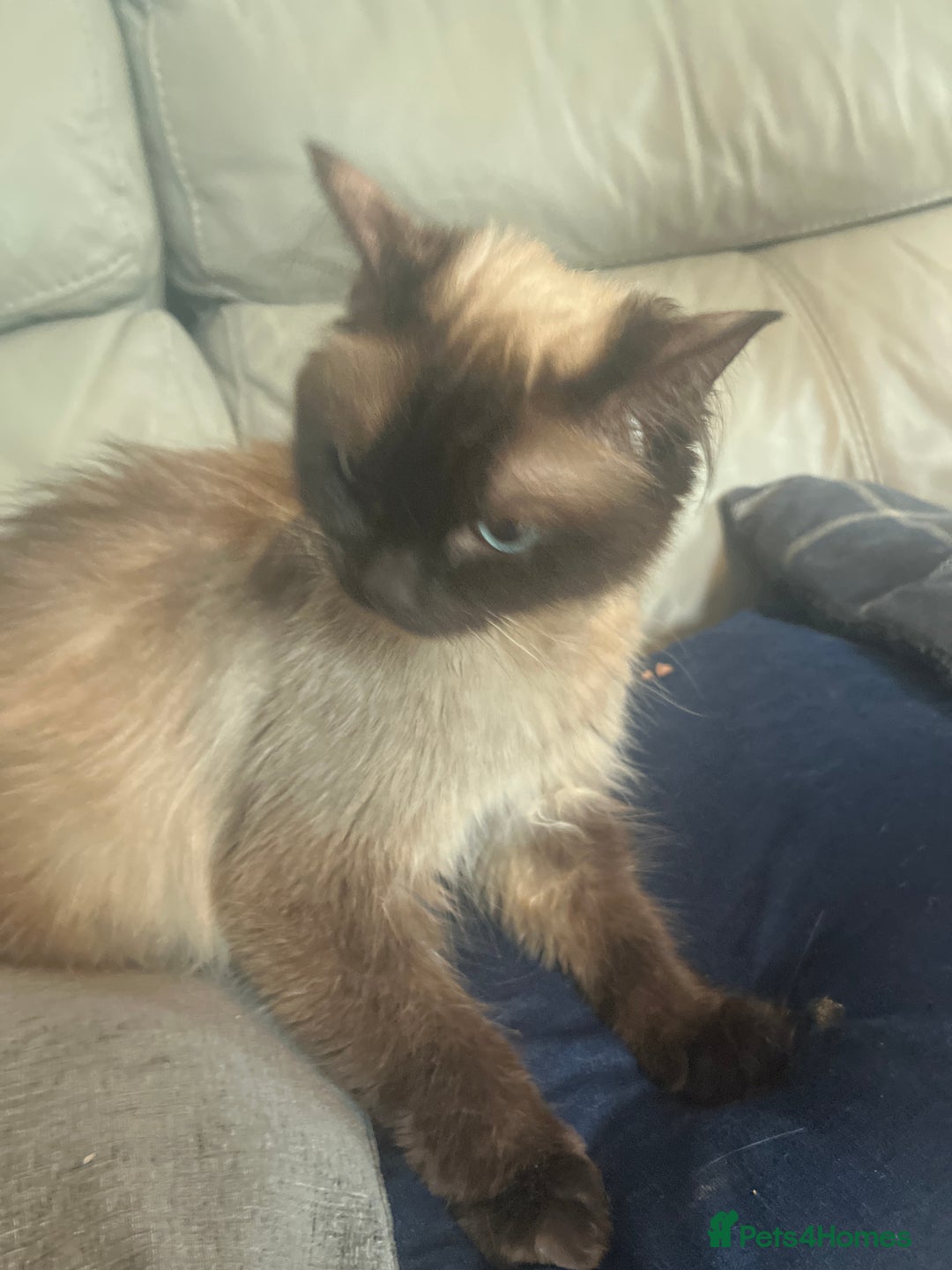 Ragdoll cats for sale: Rag doll kittens  - Image 5
