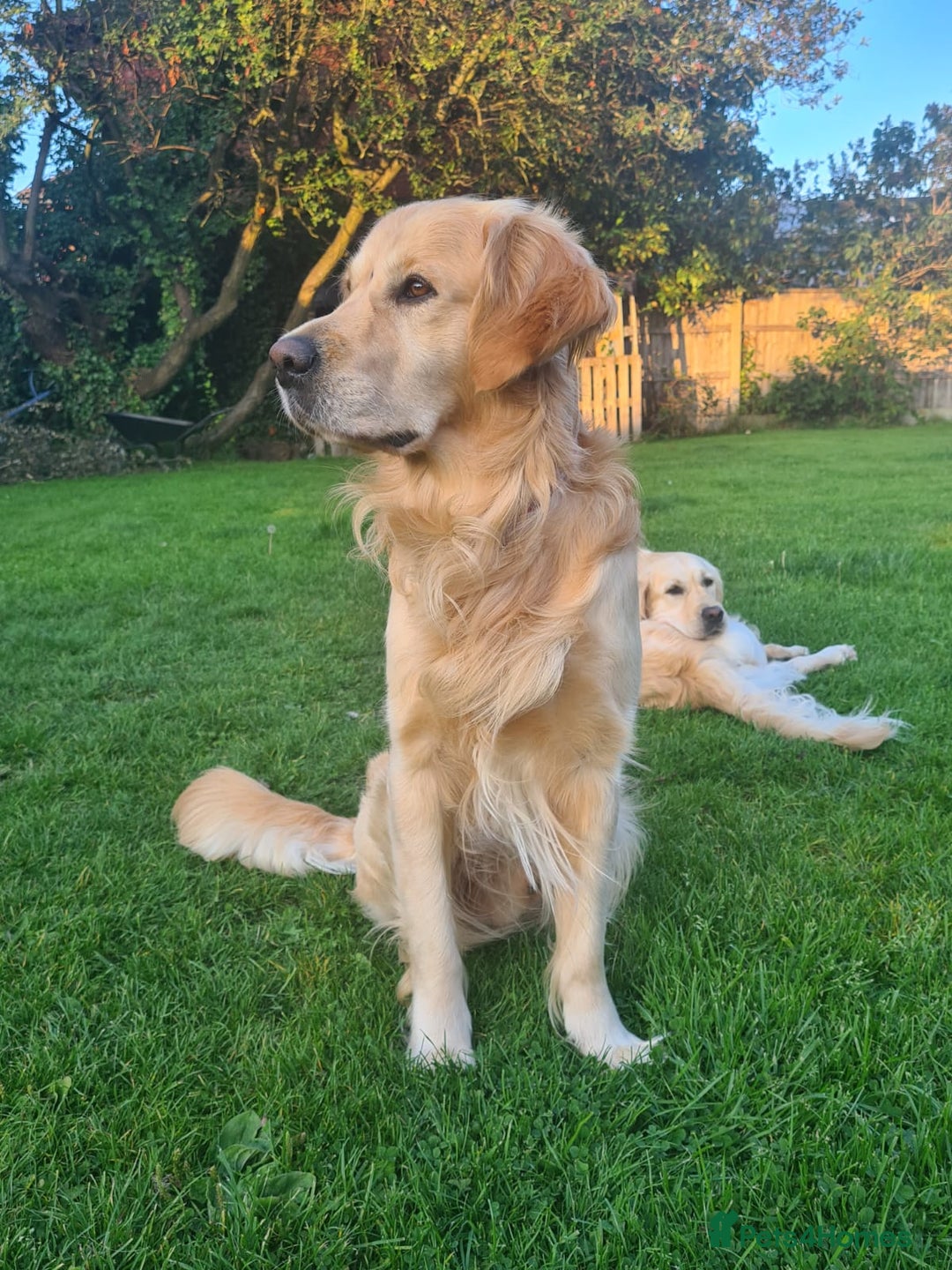Golden Retriever dogs for sale: Available for STUD - Image 11