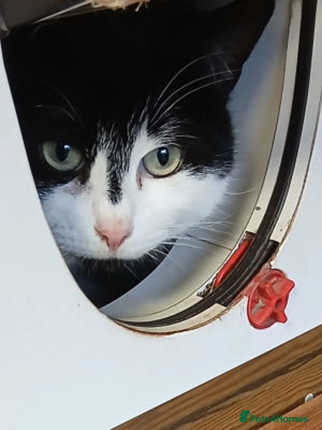 Mixed Breed cats for adoption: BOB... - Advert 3