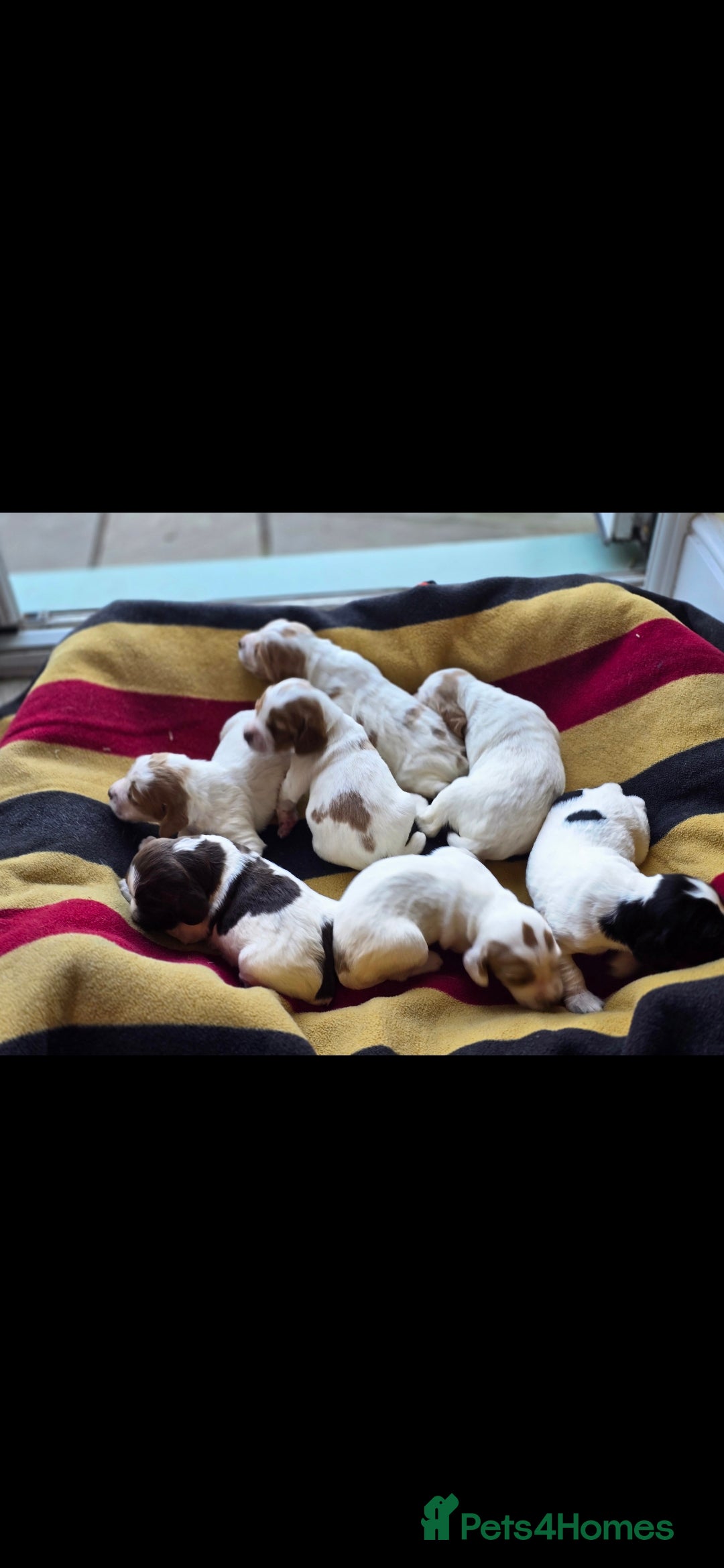 Sprocker dogs for sale: Sprockers - Image 2