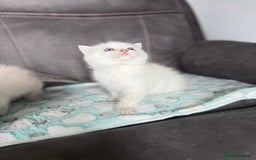 British Shorthair cats for sale: Beautiful GCCF kittens from champion lines  - Image 8