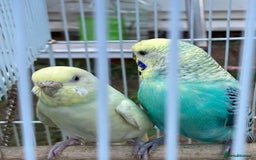 Budgerigars birds for sale: Young budgies for sale in Norbury - Image 12