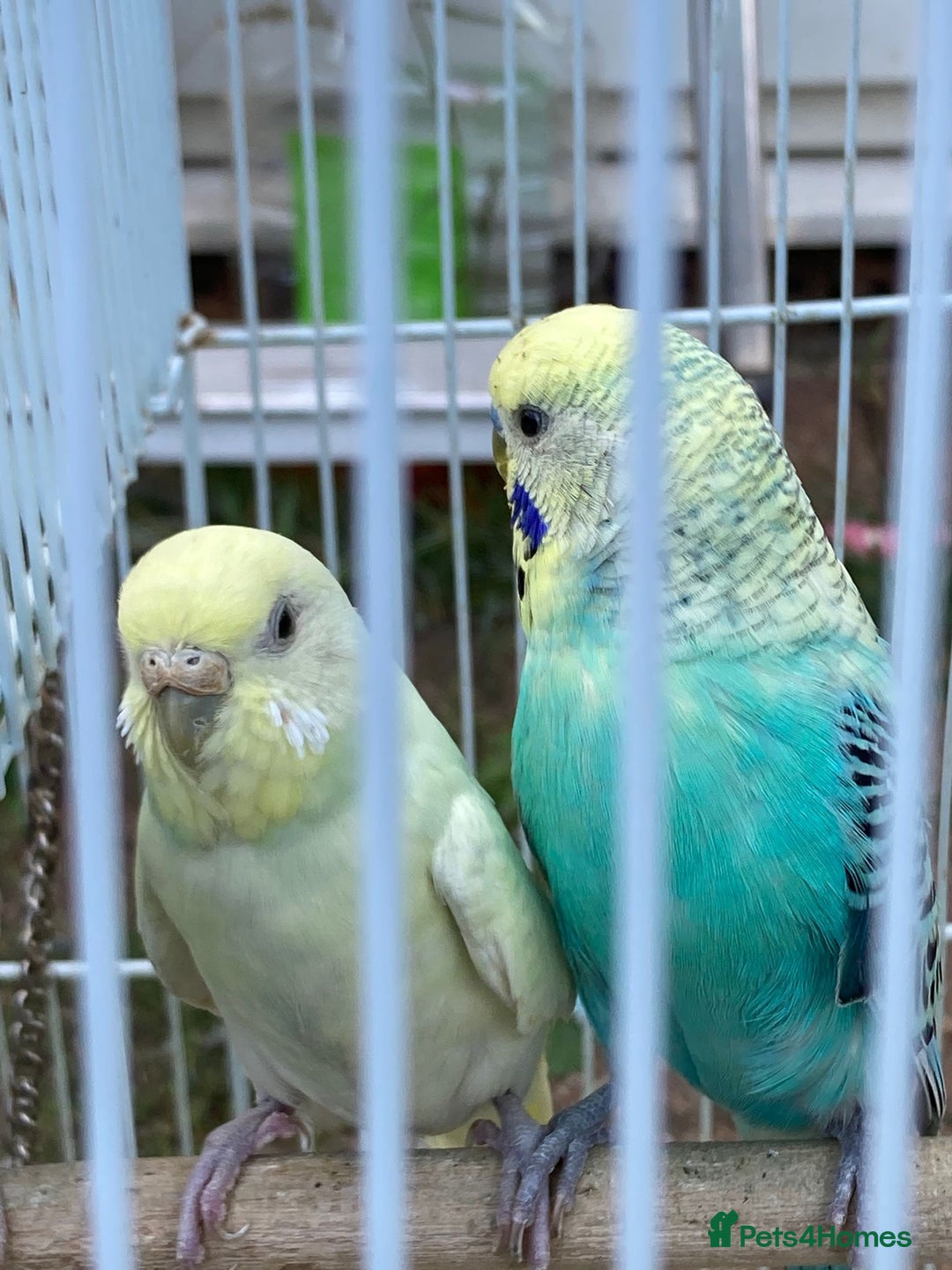 Budgerigars birds for sale: Young budgies for sale in Norbury - Image 12