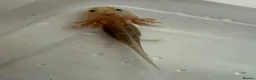 Axolotl reptiles for sale: Axolotl - Advert 31