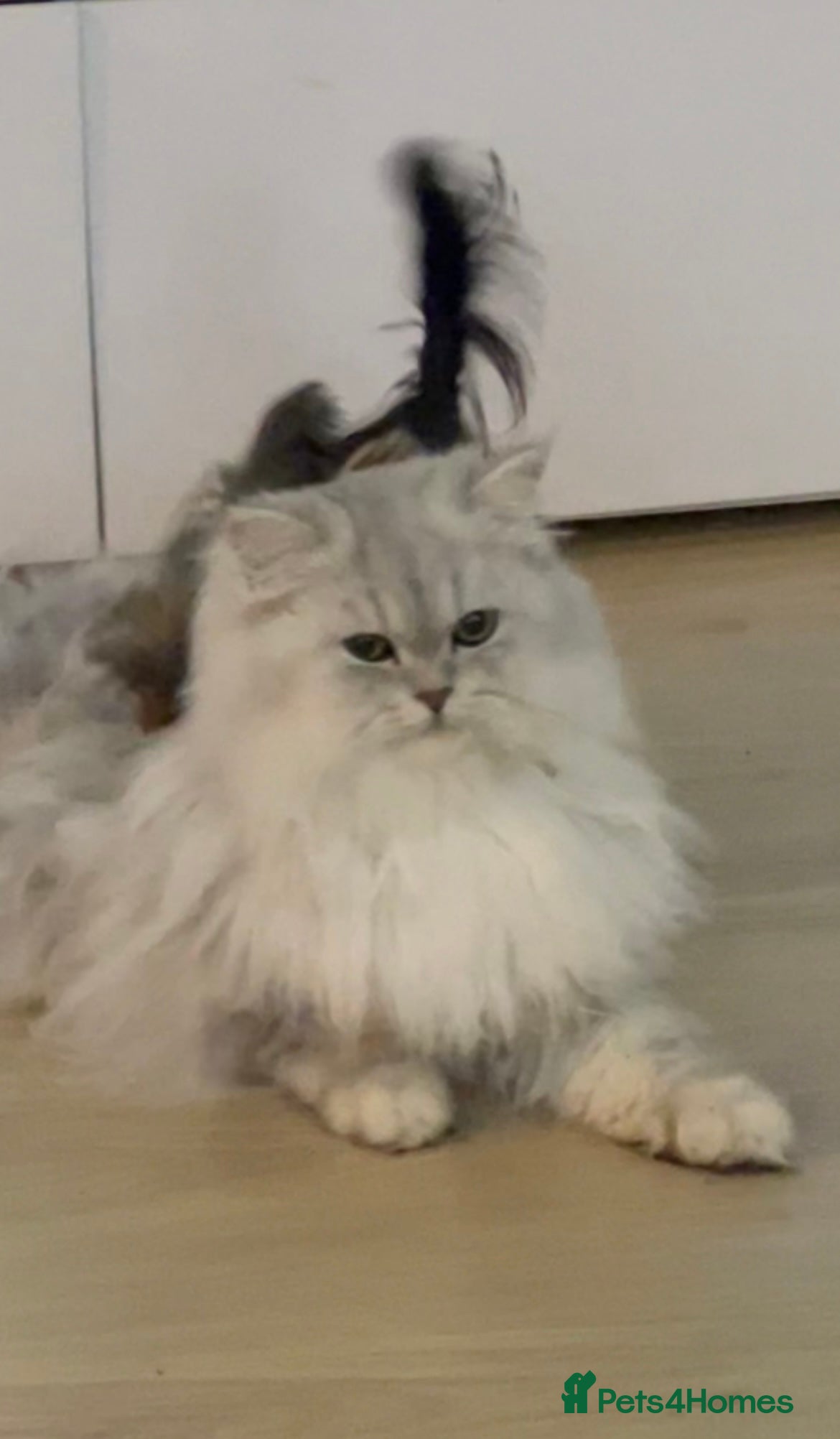 Persian cats 🌟PERSIAN White Chinchilla for STUD 🌟 - Advert 1