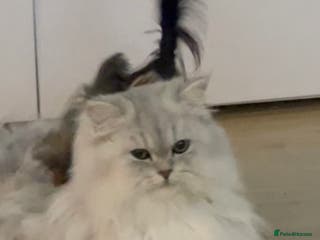 Persian cats 🌟PERSIAN White Chinchilla for STUD 🌟 - Advert 1