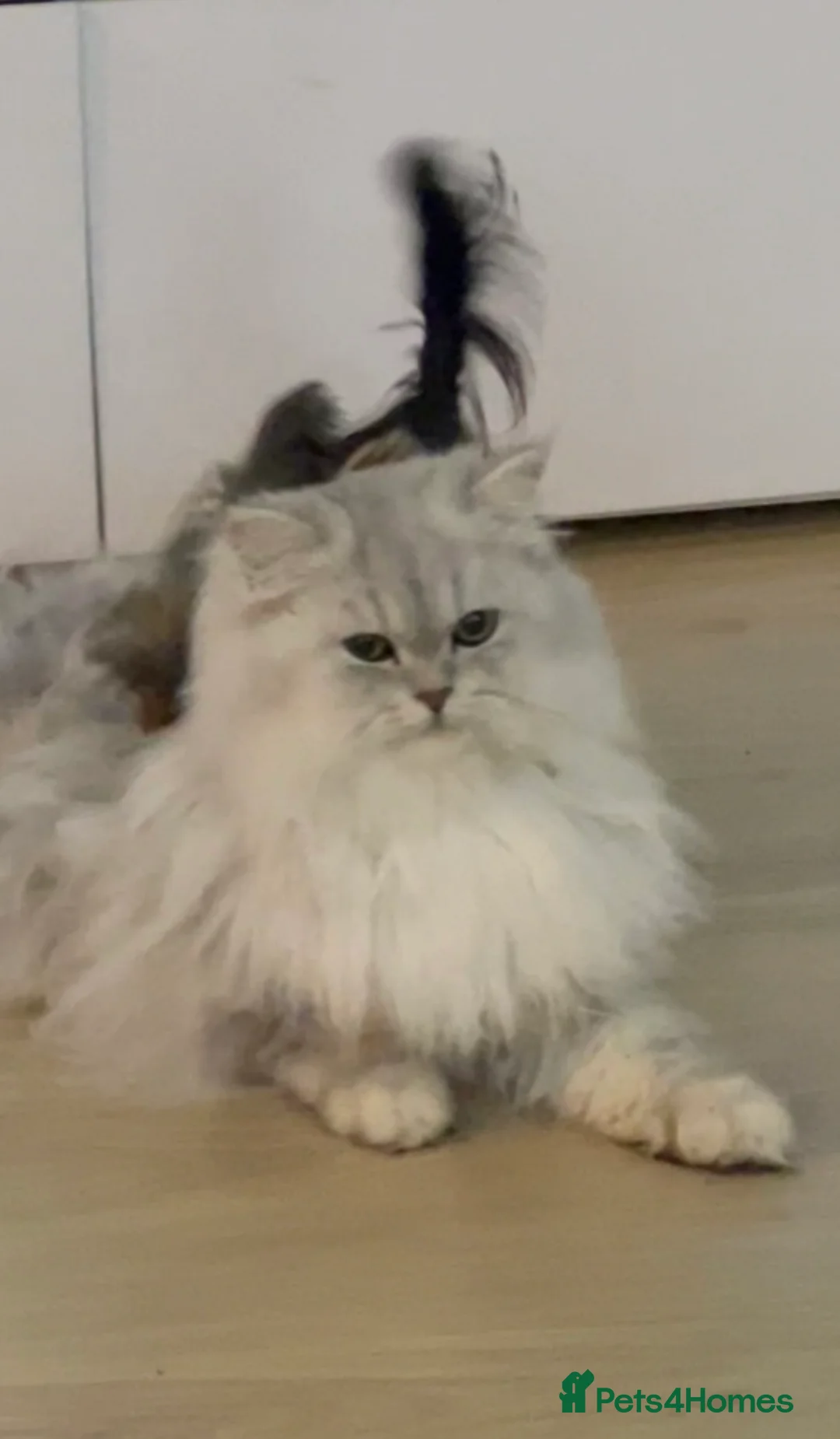 Persian cats for stud: 🌟PERSIAN White Chinchilla for STUD 🌟 - Advert 1