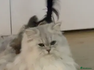 Persian cats 🌟PERSIAN White Chinchilla for STUD 🌟 - Advert 4