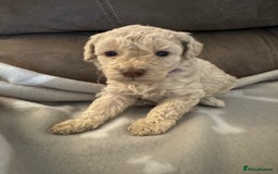 Labradoodle dogs for sale: Miniature Labradoodle puppies - Image 27