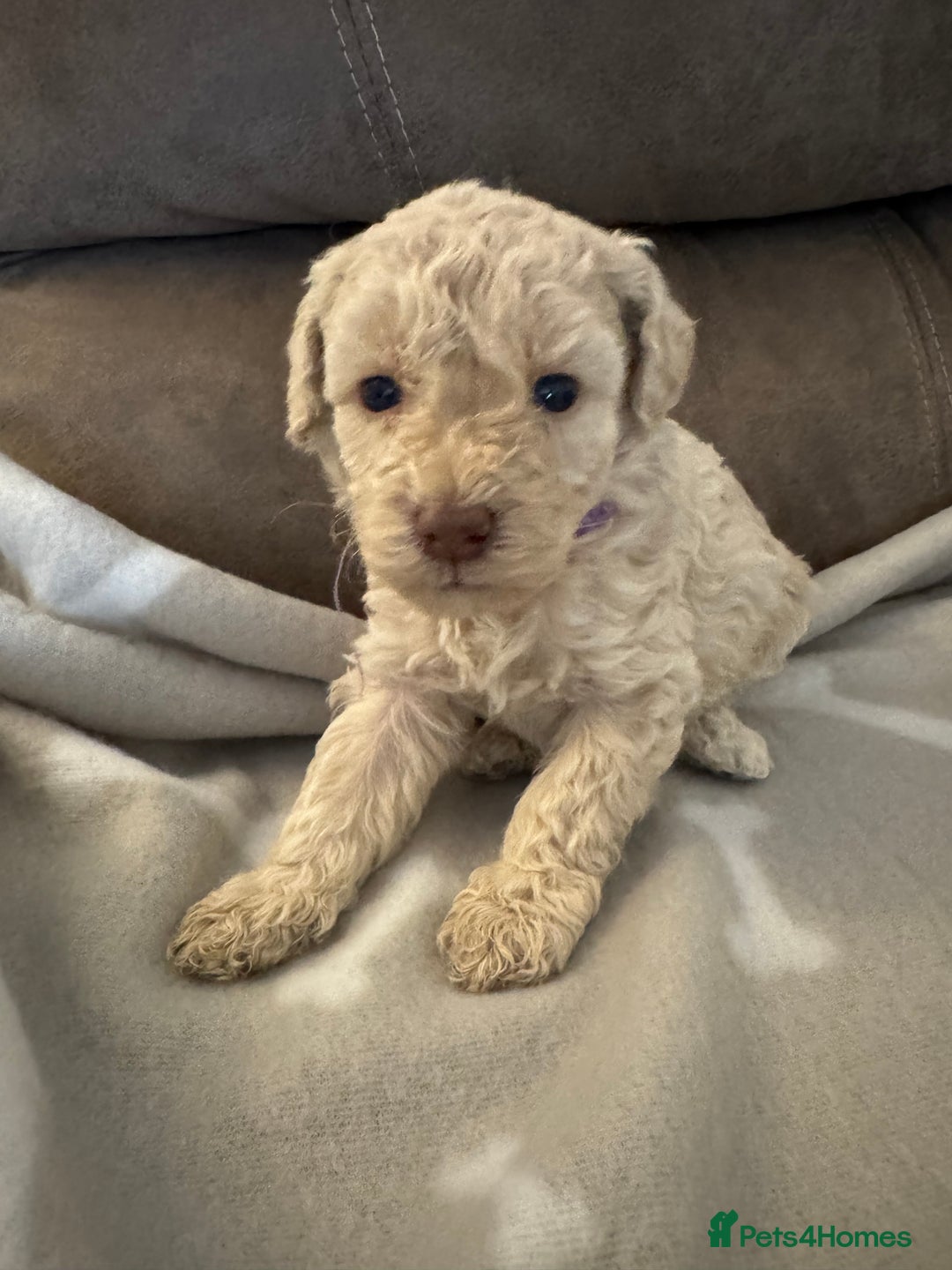 Labradoodle dogs for sale: Miniature Labradoodle puppies - Image 27