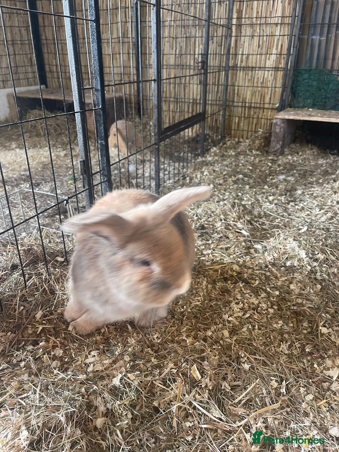 Mini Lop rabbits for sale: Mini lops - Advert 1
