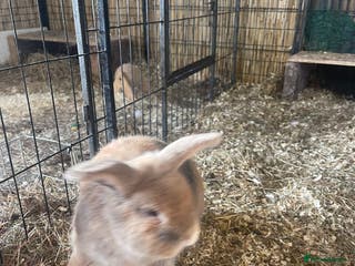 Mini Lop rabbits Mini lops - Advert 7