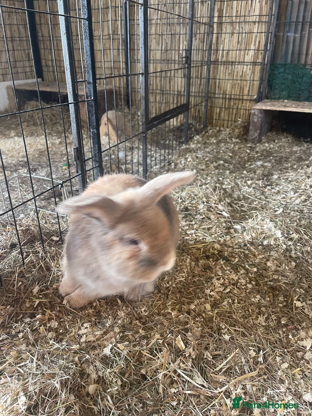 Mini Lop rabbits for sale: Mini lops - Advert 1
