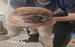 Chow Chow dogs for sale: Chow chow puppies - Image 13