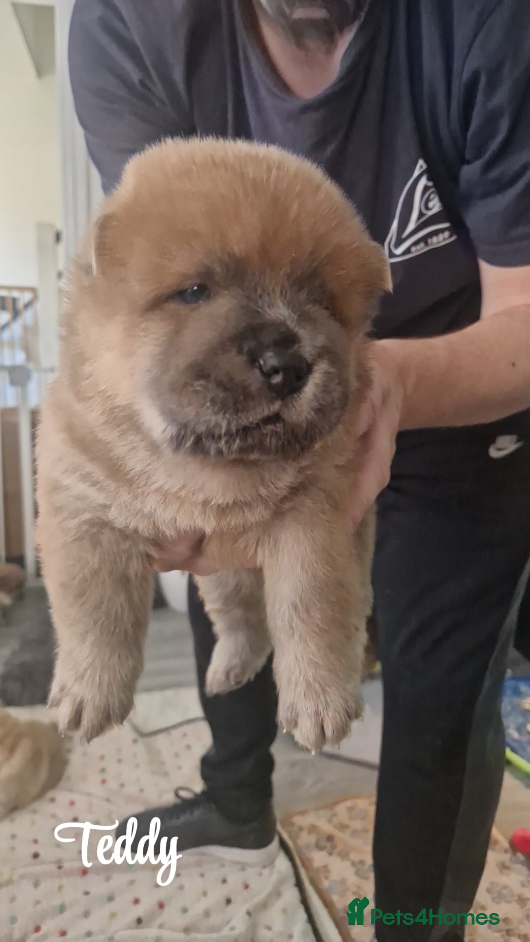 Chow Chow dogs for sale: Chow chow puppies - Image 13