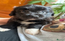 Mixed Breed dogs for sale: Blue Merle boarder collie crossed with a maltese - Image 1