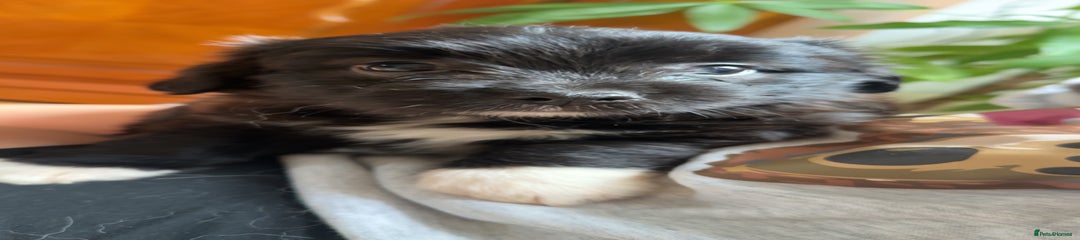 Mixed Breed Puppy 2
