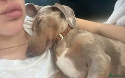 Miniature Dachshund dogs for sale: Buddy - Image 12