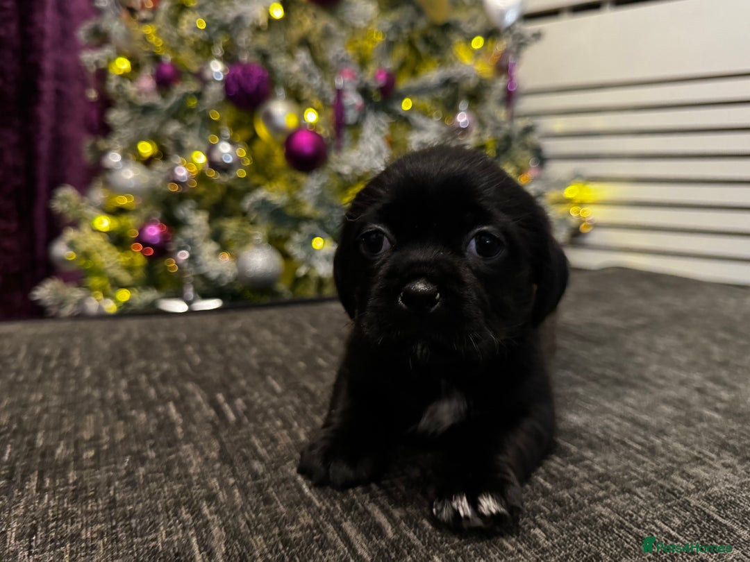 Mixed Breed dogs for sale: Beautiful pups looking for their forever home! - Advert 7