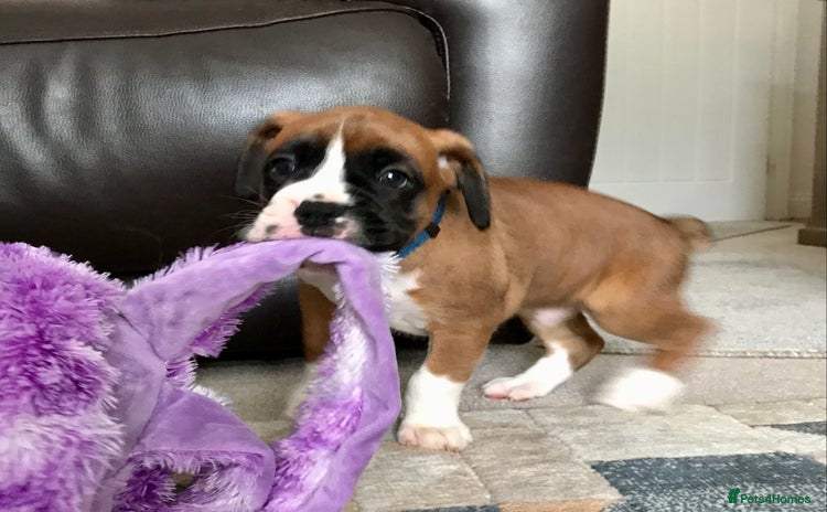 Boxer dogs - Advert 3