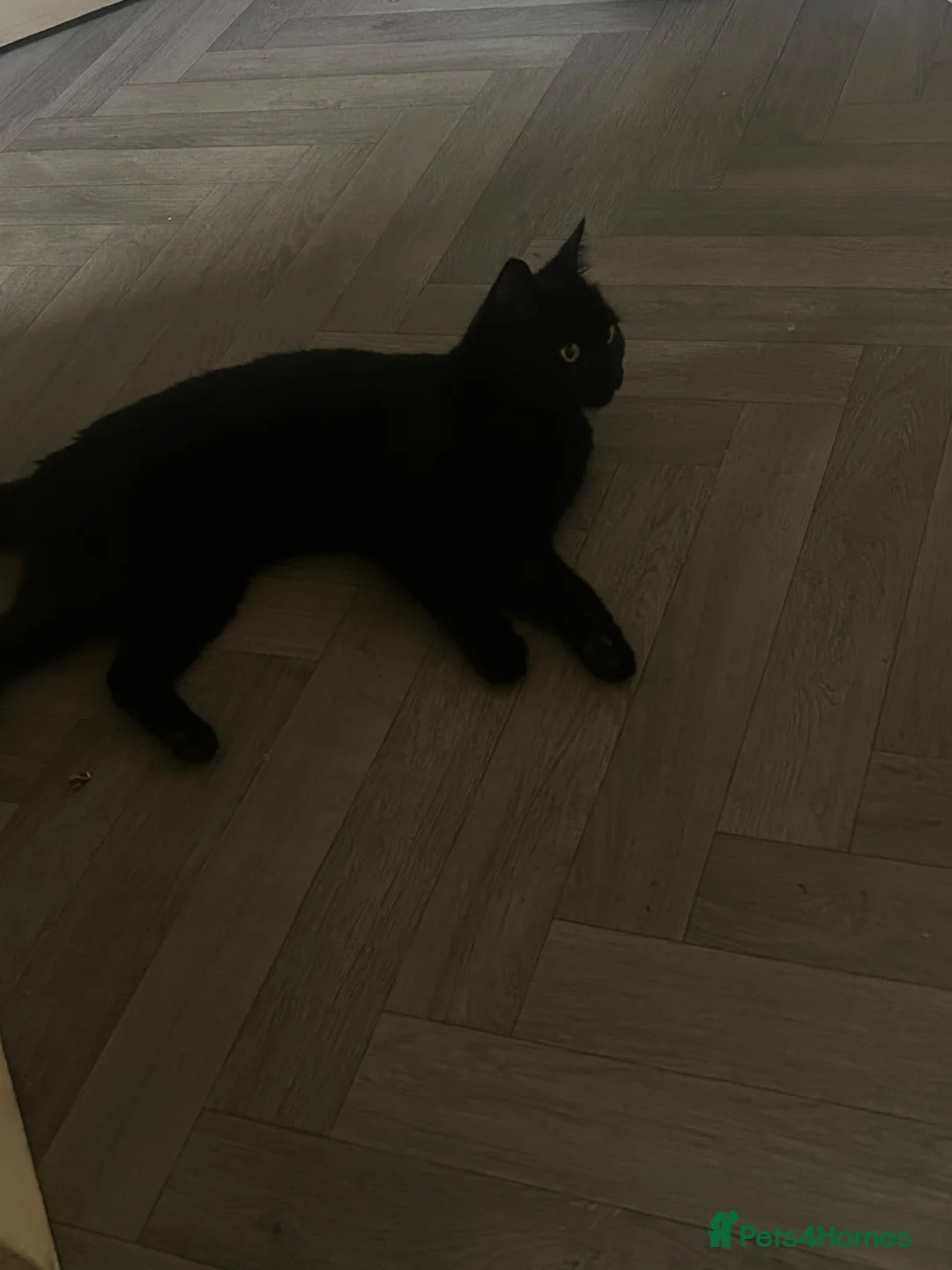 Domestic Shorthair cats for sale: Black Domestic shorthair Cat up for sale in Nottingham - Advert 3