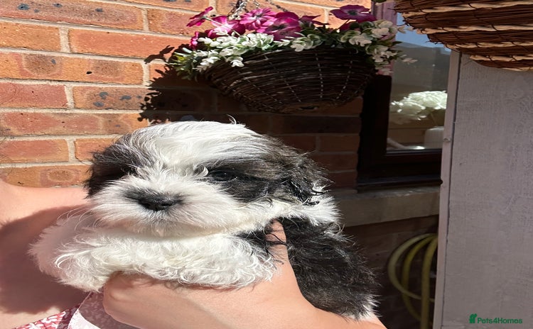 Shihpoo dogs - Advert 2