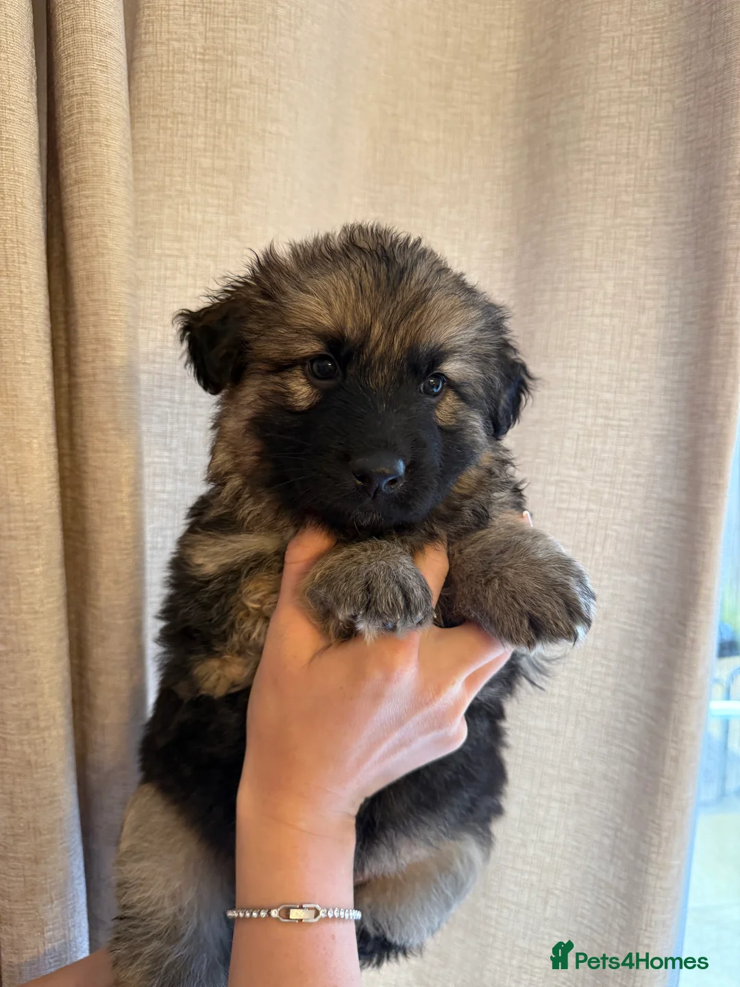 German Shepherd dogs for sale: German Shepherd Puppies - Advert 29