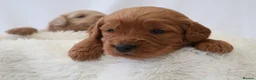 Mini Goldendoodle dogs for sale: F1 Miniature Goldendoodle’s - Advert 3
