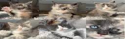 Maine Coon cats for sale: Stunning Blue & odd eye Champion Line Maine coons  - Advert 1