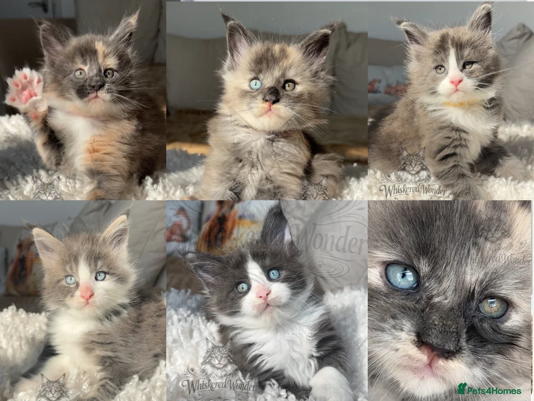 Maine Coon cats for sale: Stunning Blue & odd eye Champion Line Maine coons  - Advert 1