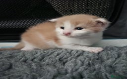 Maine Coon cats for sale: Maine Coon Kittens purebred – Reserve Now - Image 15
