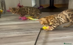 Bengal cats for sale: Beautiful 5 Generation Pedigree Kittens in London  - Image 10