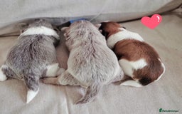 Shih Tzu dogs for sale: KC IMPERIAL SHISH TZU - Image 9
