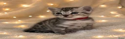 Bengal cats for sale: 🎬 Little Leopard Diaries | TICA BENGAL KITTENS 💎 - Advert 4