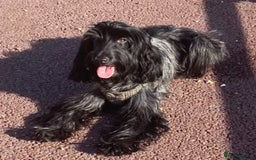 Cockapoo dogs for sale: A Lovable Female Cockapoo 2.5 yrs - Image 1