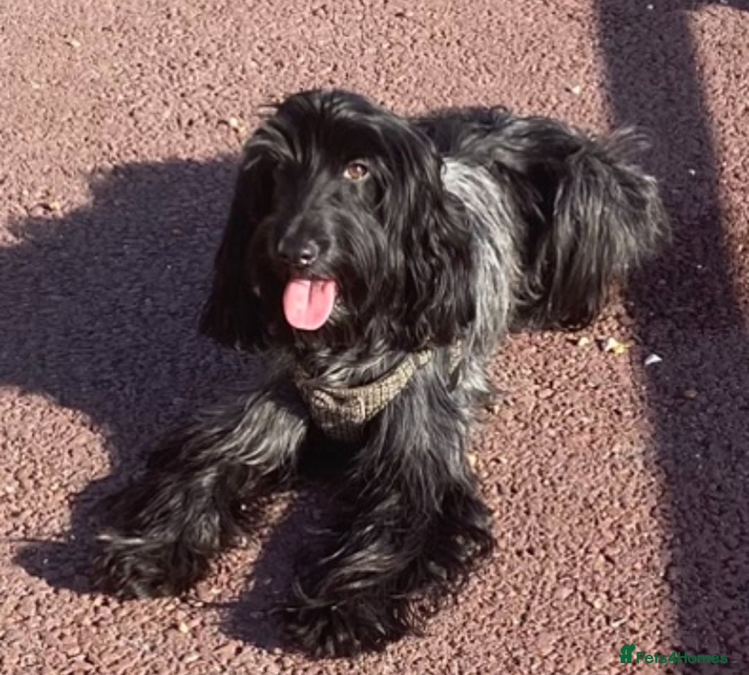 Cockapoo dogs for sale: A Lovable Female Cockapoo 2.5 yrs - Image 1