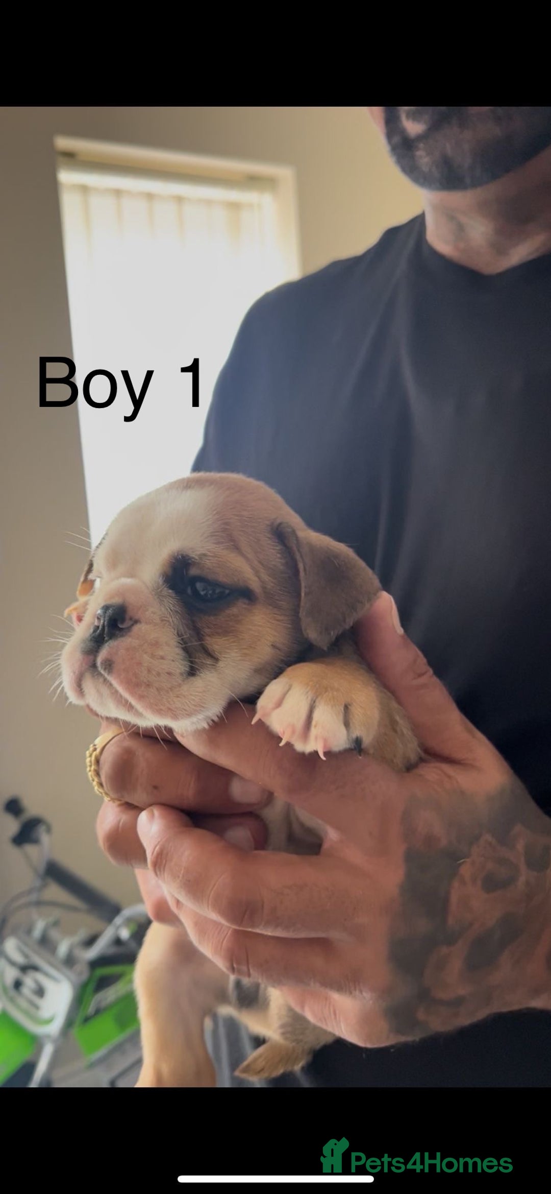 English Bulldog dogs for sale: KC Reg Traditional English Bulldog puppies - Image 9