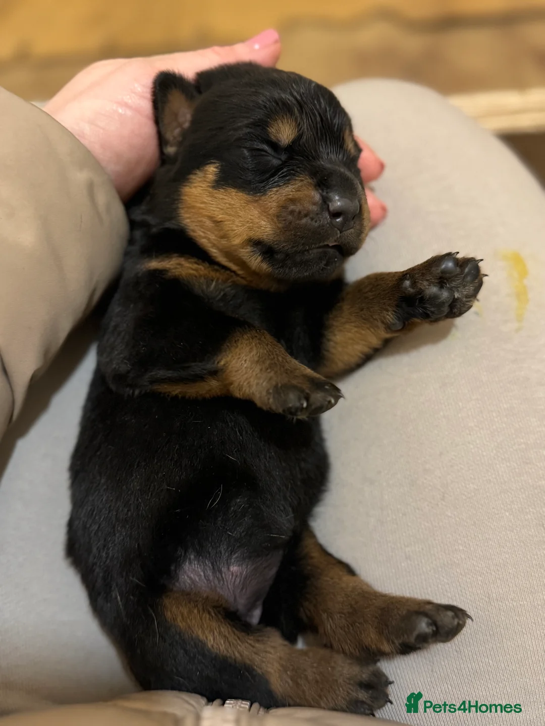 Rottweiler dogs for sale: Rottweiler puppies stunning pups born 4th Feb xx - Advert 6