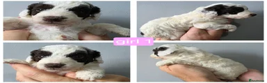 Cockapoo 7
