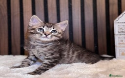Ragdoll cats for sale: 🌙 Grey Ghost Kittens🎃 – Ragdoll × Tabby 🐾 - Image 27