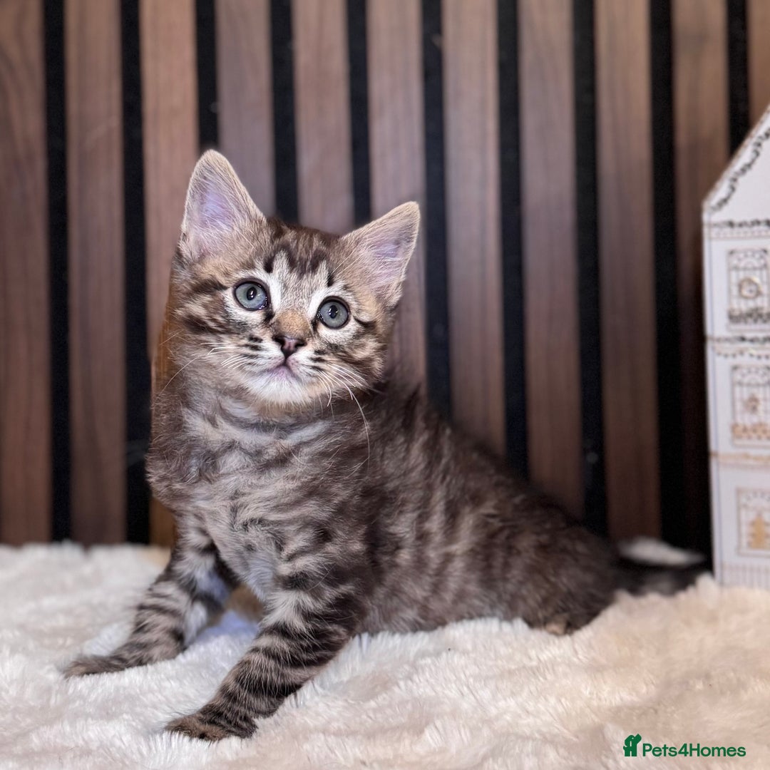 Ragdoll cats for sale: 🌙 Grey Ghost Kittens🎃 – Ragdoll × Tabby 🐾 - Image 27