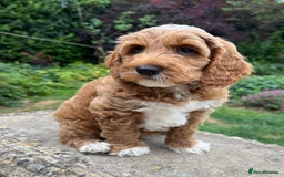 Australian Labradoodle dogs for stud: Proven extensively health tested gorgeous stud - Image 28