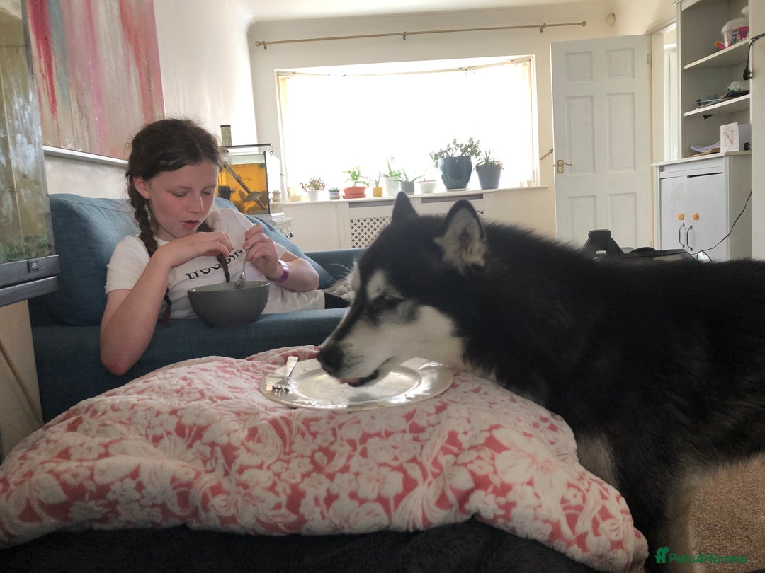 Alaskan Malamute dogs for sale: Alsaskan malamute puppies  - Advert 14